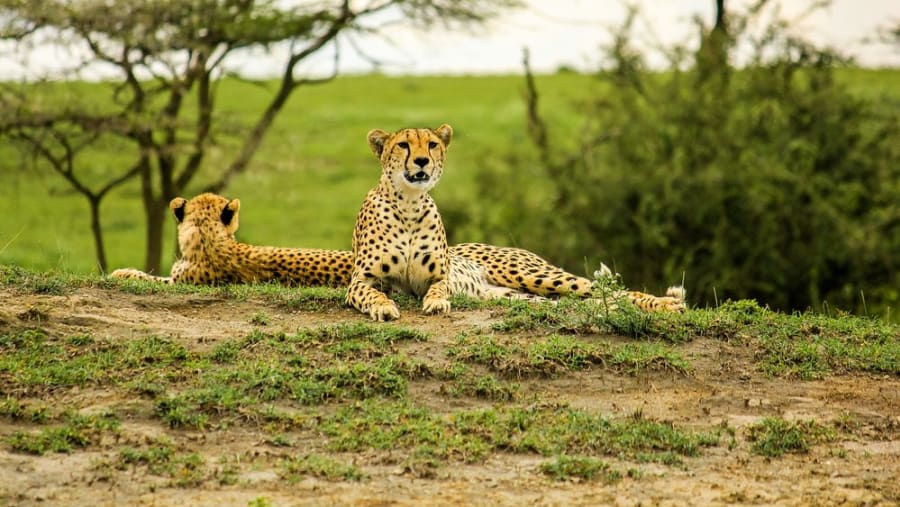 African Leopard