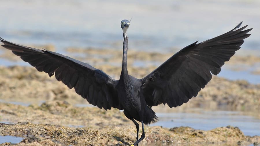 Double-crested Cormorant in Selous Game Reserve