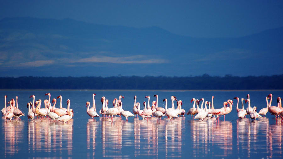 Flamingos at Lake Nakuru