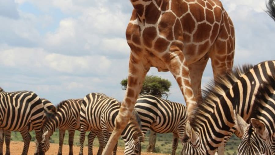 Maasai Giraffe
