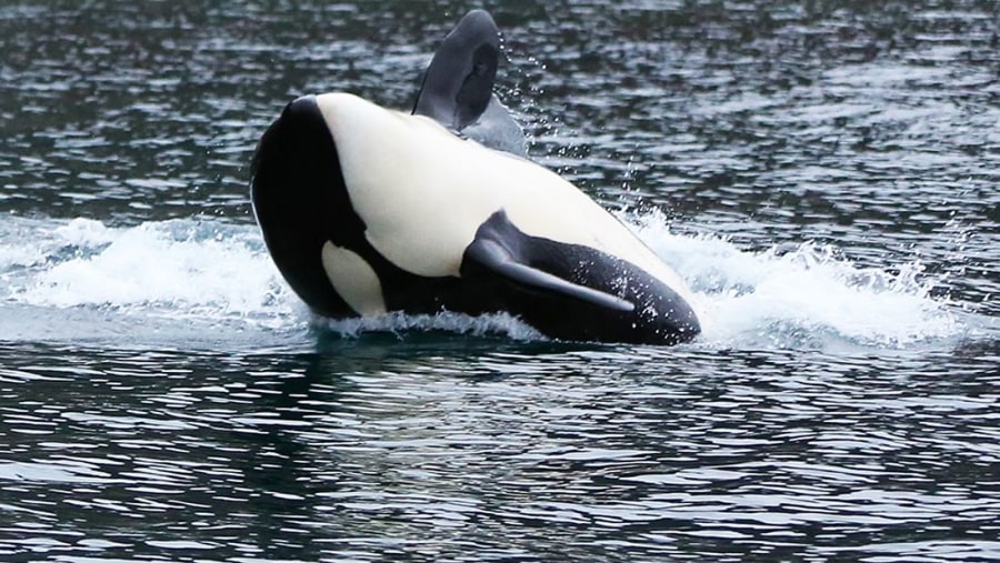 Whale Watching in Tromso