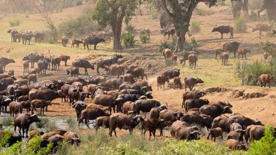 African buffalo