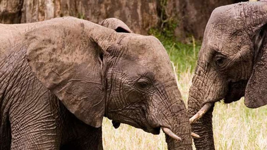 Elephants at Ruaha National Park