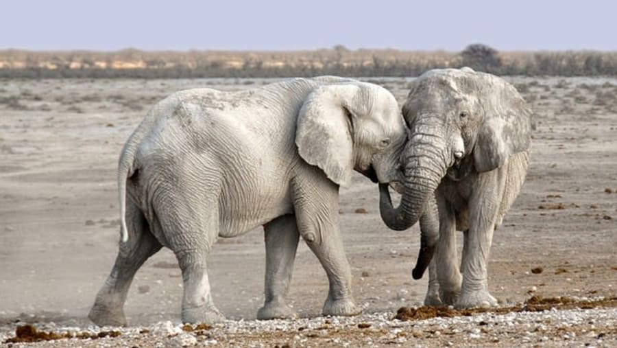 Bush Elephant