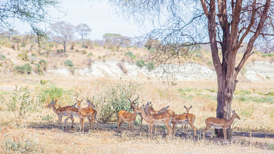 Witness the African wildlife