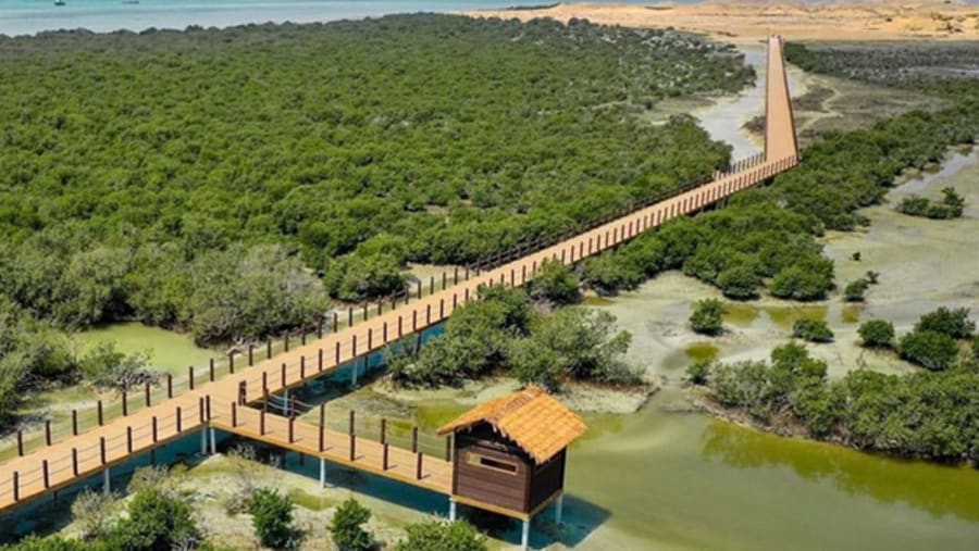 Al Thakhira mangroves