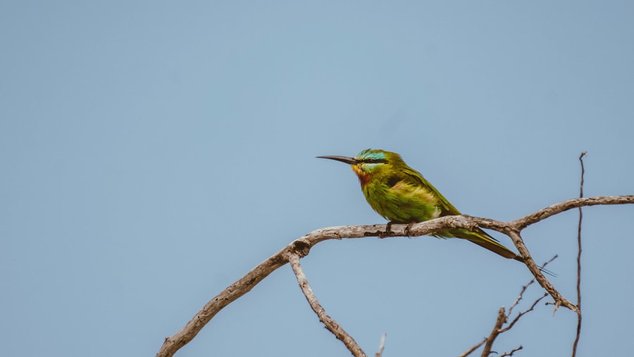 Bird