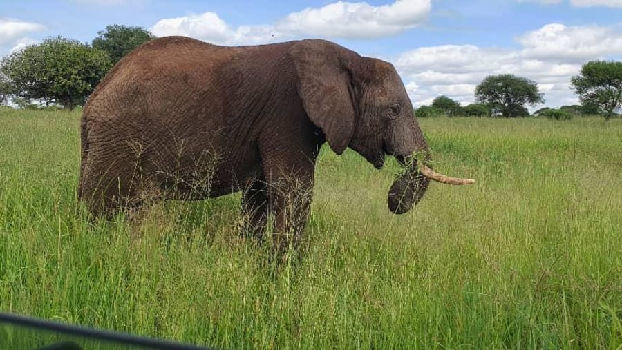 Witness the wildlife