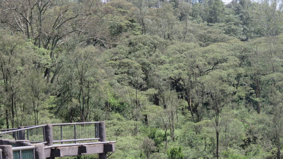 Nairobi Safari Walk