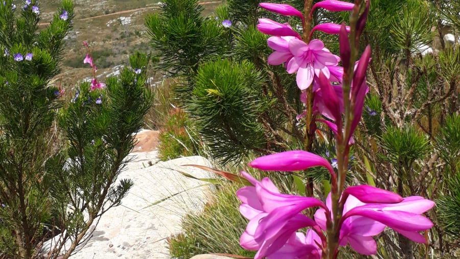 Marvel at the Beauty of the Local Fynbos