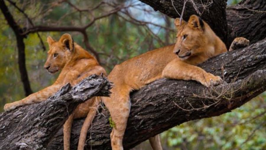 African Lions