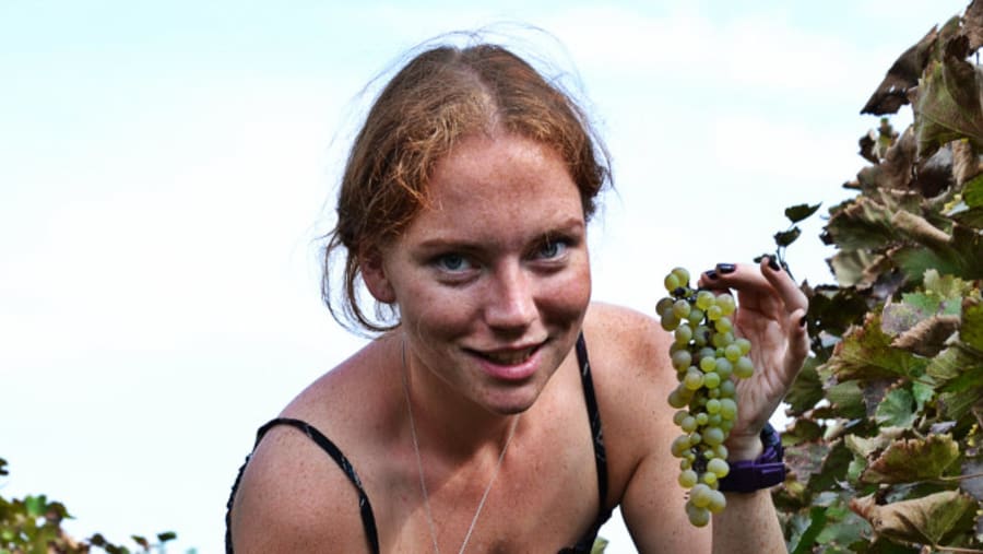 picking grapes