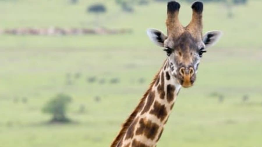 TSAVO EAST NATIONAL PARK
