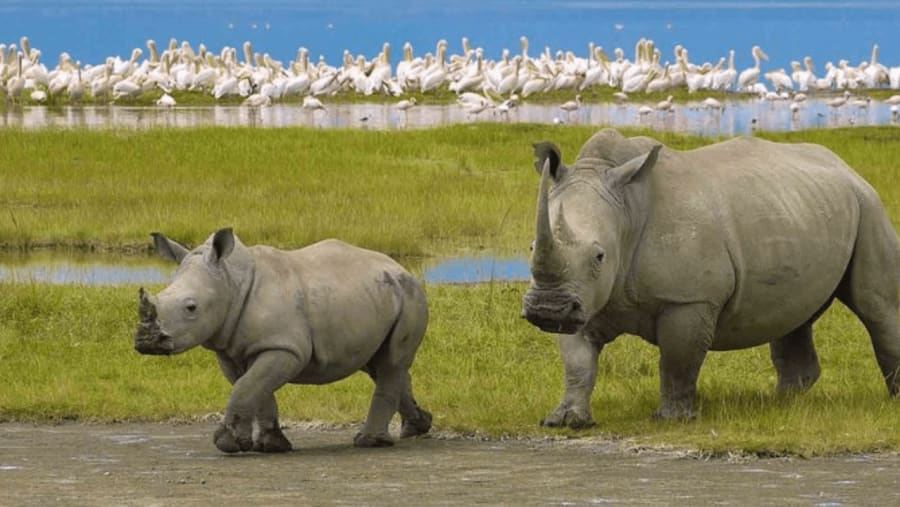 Witness the African wildlife