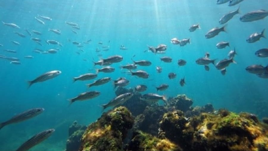 Rich marine life of the Galápagos Islands