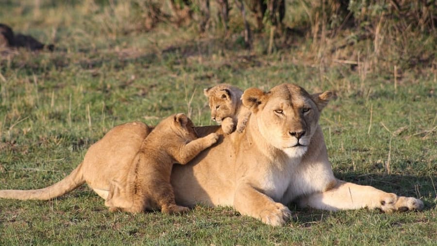 Lioness with her cubs at Masai Mara National Reserve