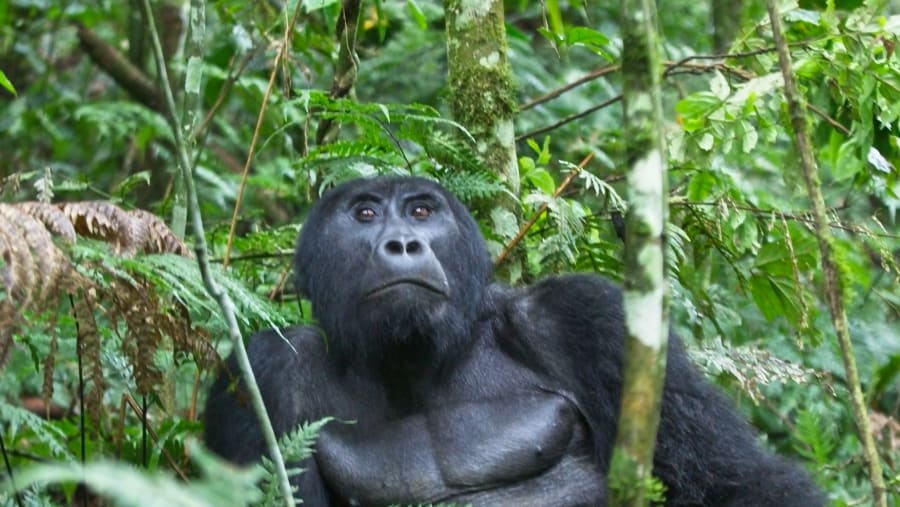 Gorilla