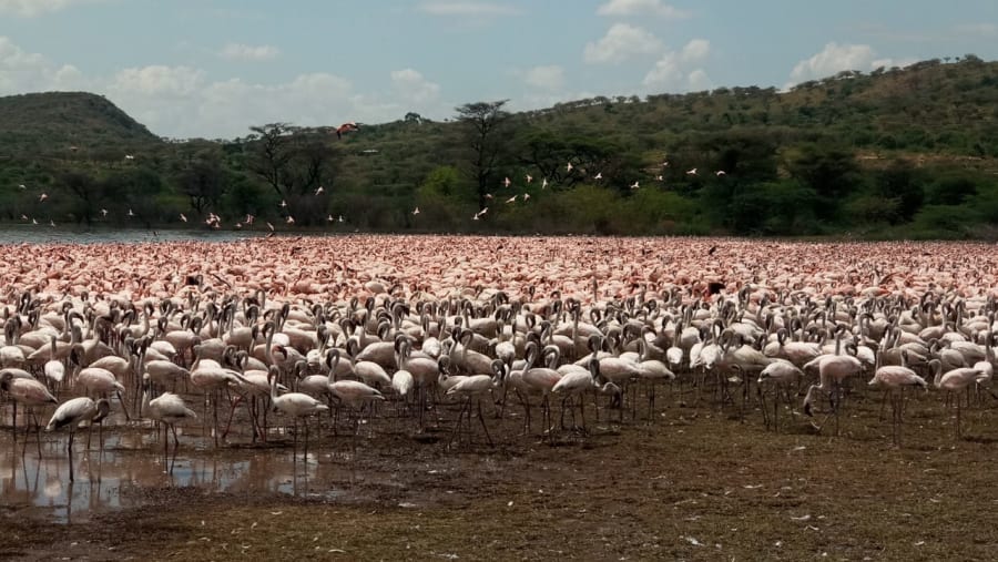 Flamingos in Lake Bogoria