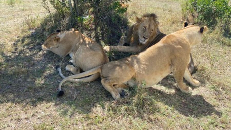 Pride of lions in Masai Mara