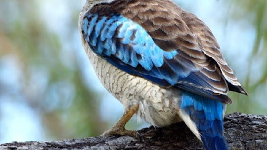 Blue-winged kookaburra