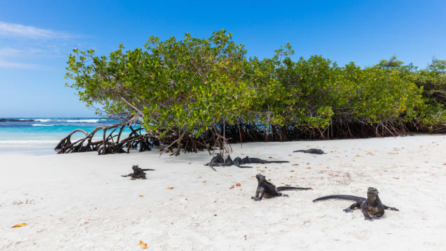 Iguanas at Santa Cruz Island
