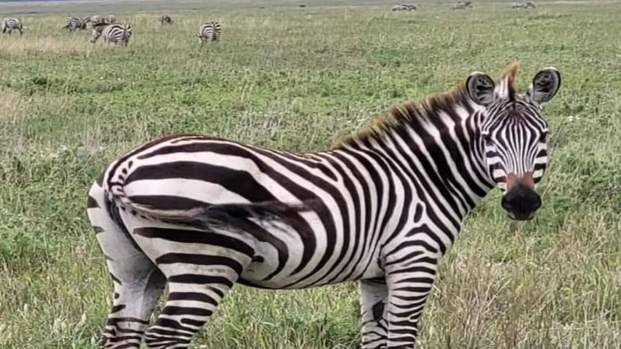Zebra
