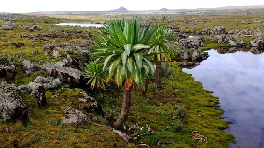 Bale Mountains National Park, Ethiopia