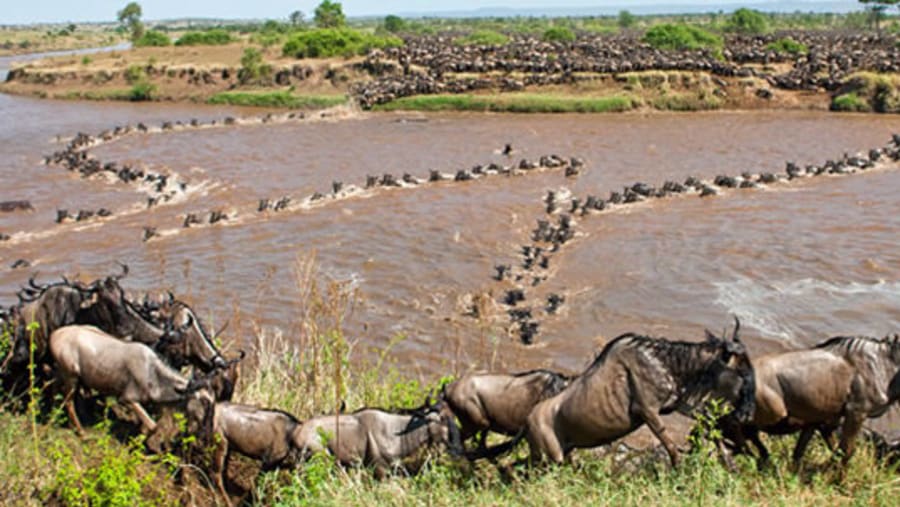 Herd of Wildebeests in Serengeti