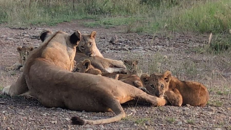 Tanzania Safari