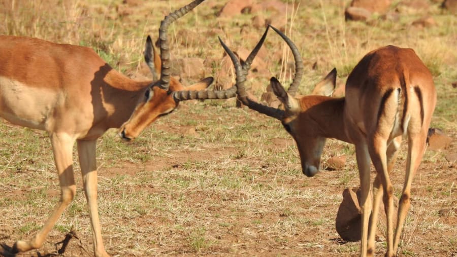 Impala