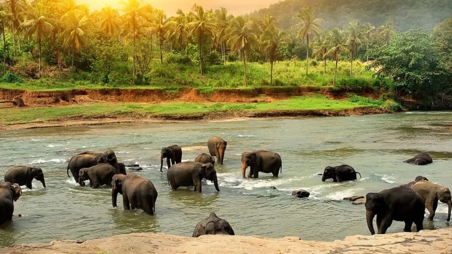 Pinnawala Elephant Orphanage