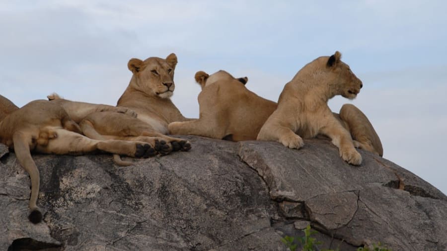 Selous Game Reserve