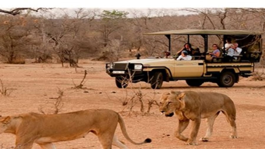 African Lions