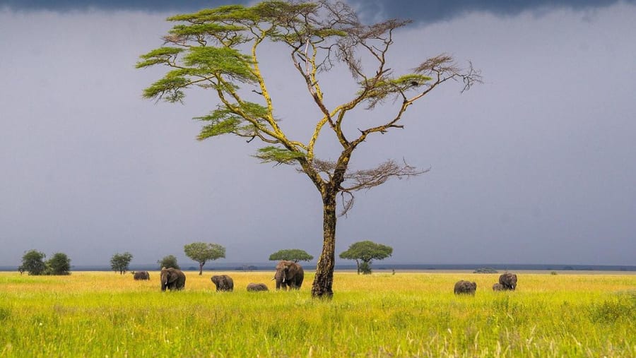 Elephants