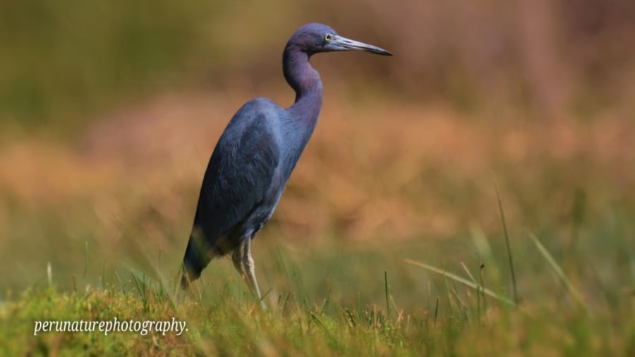 Little Blue Heron