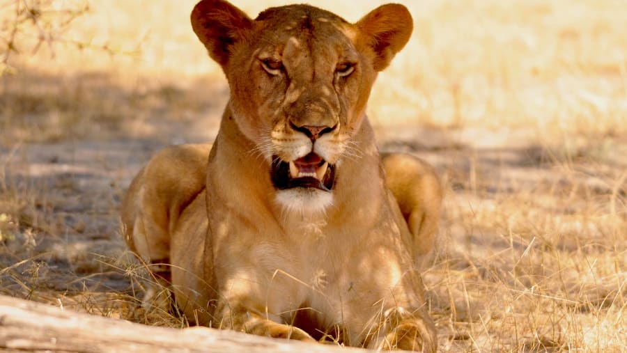 Lioness at Selous Game Reserve in Tanzania