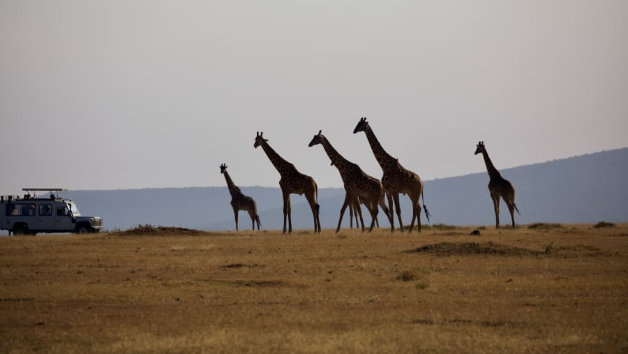 Encounter Giraffes at Ngorongoro Crater