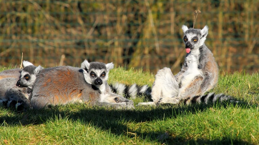Spot Lemurs in the Wild