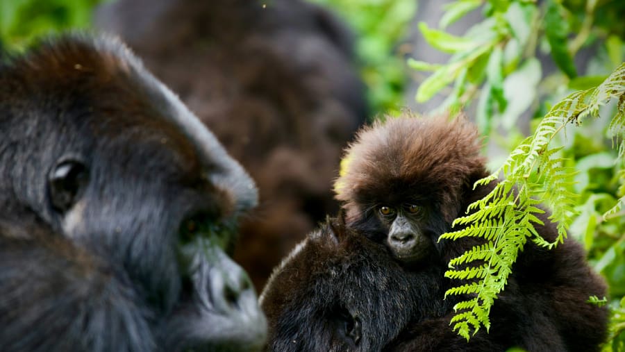 Gorilla Encounter