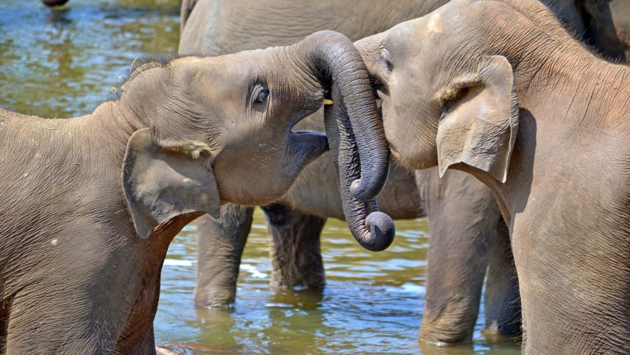 Visit the elephant orphanage in Pinnewela