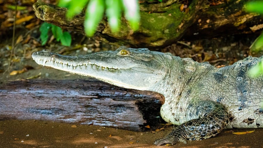 On-sight view of wildlife