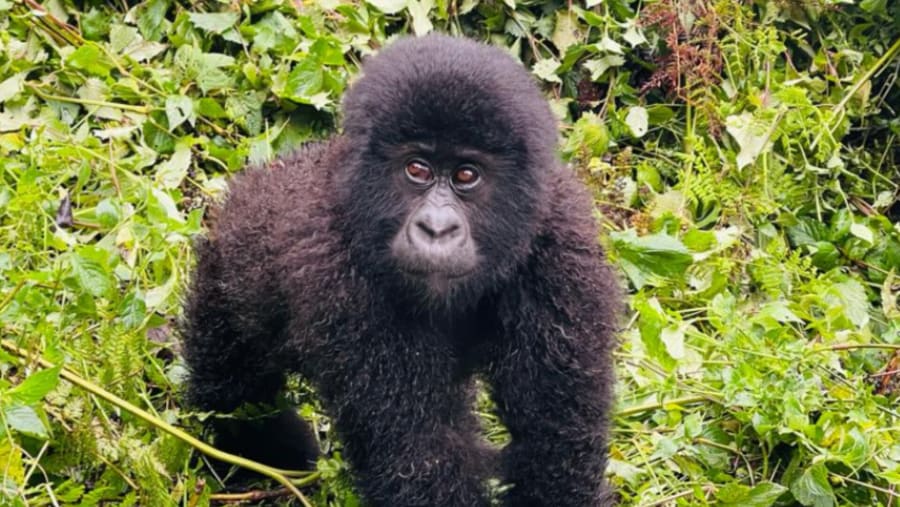 Mountain Gorilla