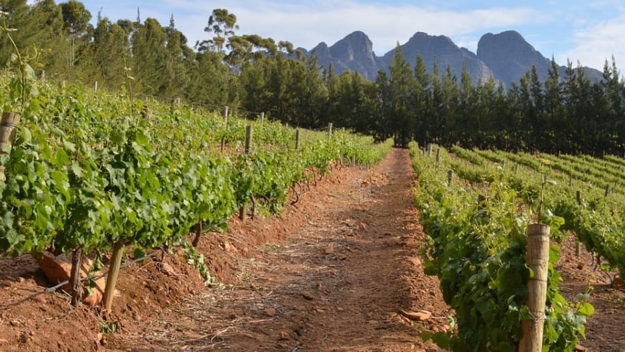 View of the Local Vineyards of South Africa