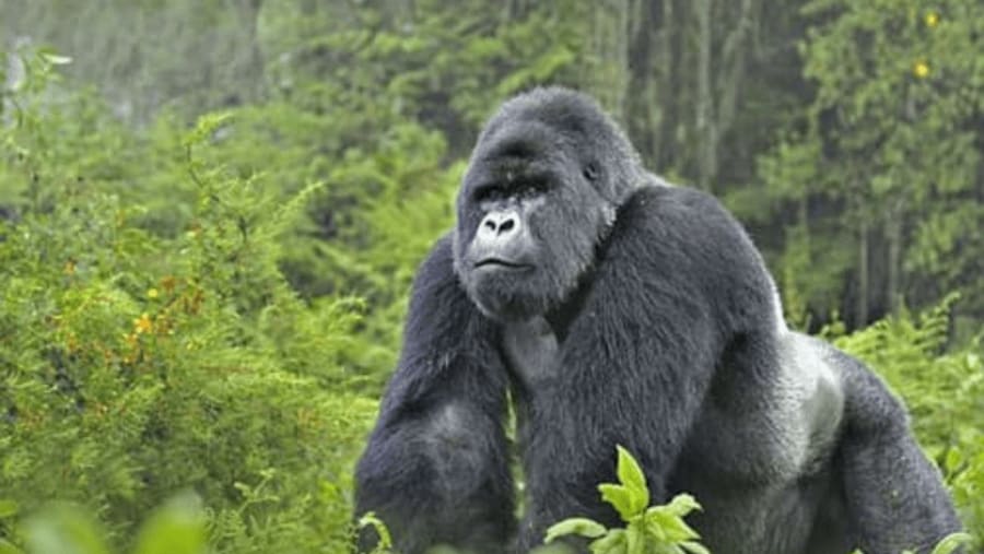 Gorilla Trekking in Bwindi