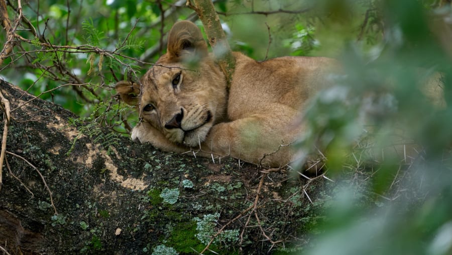 LAKE MANYARA NATIONAL PARK