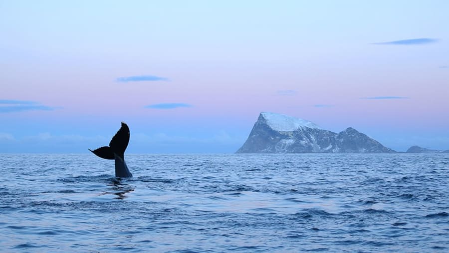 Whale Watching in Tromso