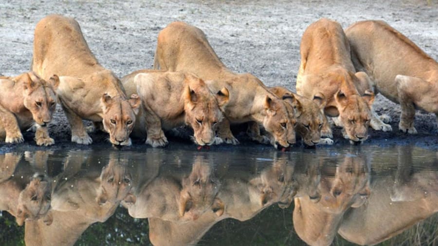 Lion