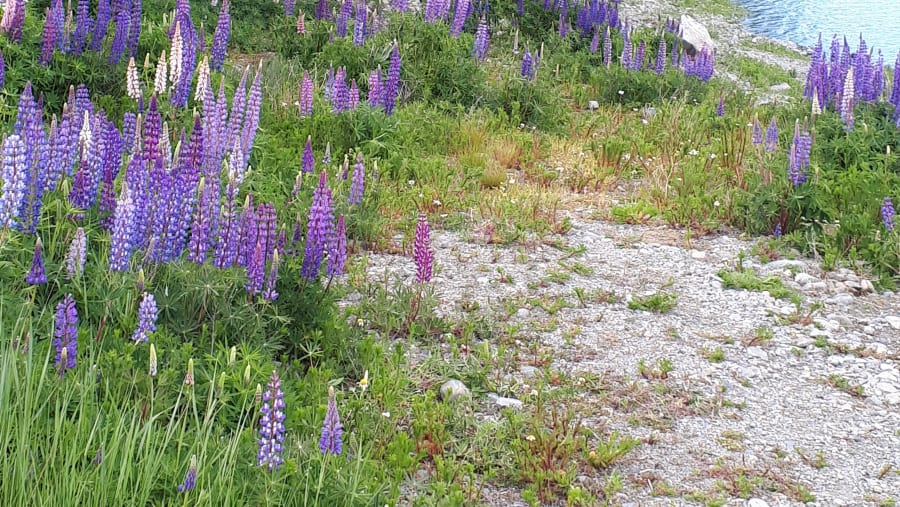 Tekapo