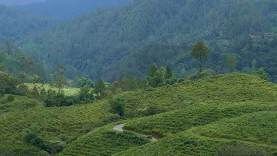 Tea plant