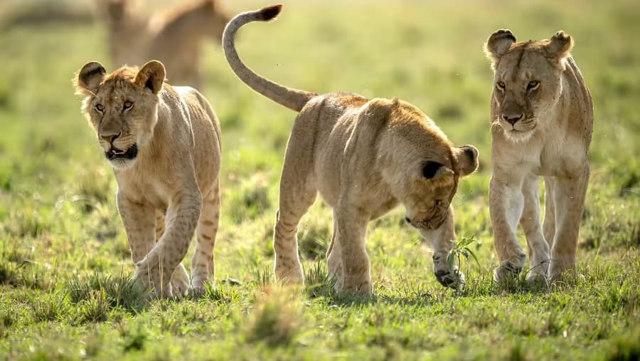 African Lions